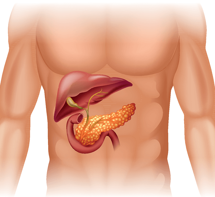 Липоматоз железы. Поджелудочная железа (pancreas). Липоматоз поджелудочной железы. Анатомия человека поджелудочная.