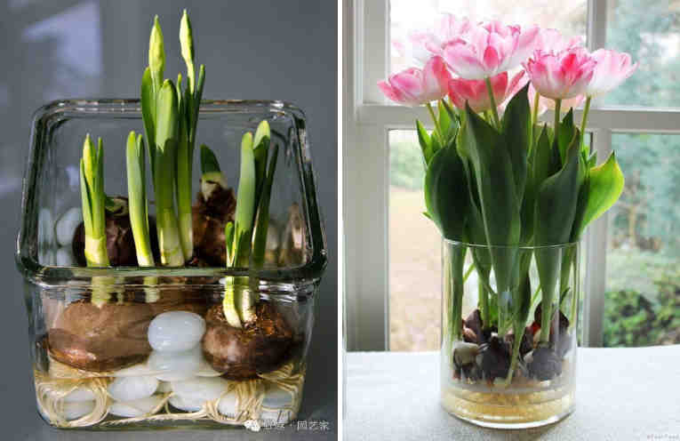 Как вырастить тюльпаны дома в вазе