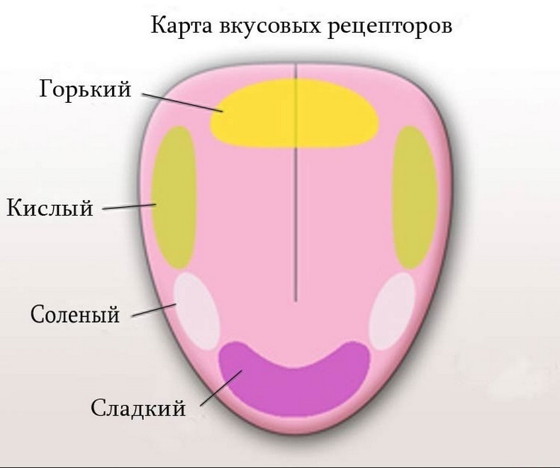 Язык вкусовые зоны рисунок