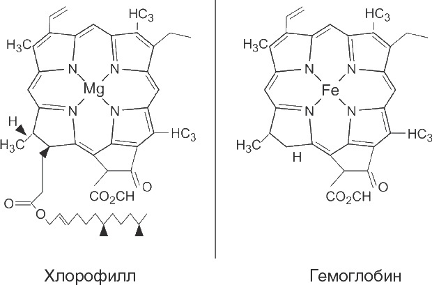 Схема молекулы хлорофилла