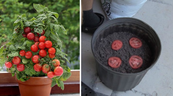 До безобразия простой способ, как вырастить томаты прямо дома