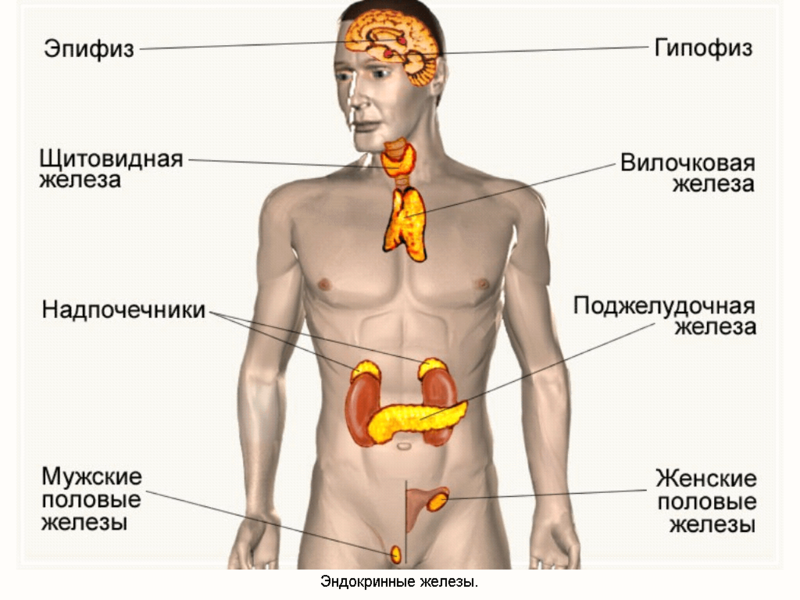 Омоложение эндокринной системы