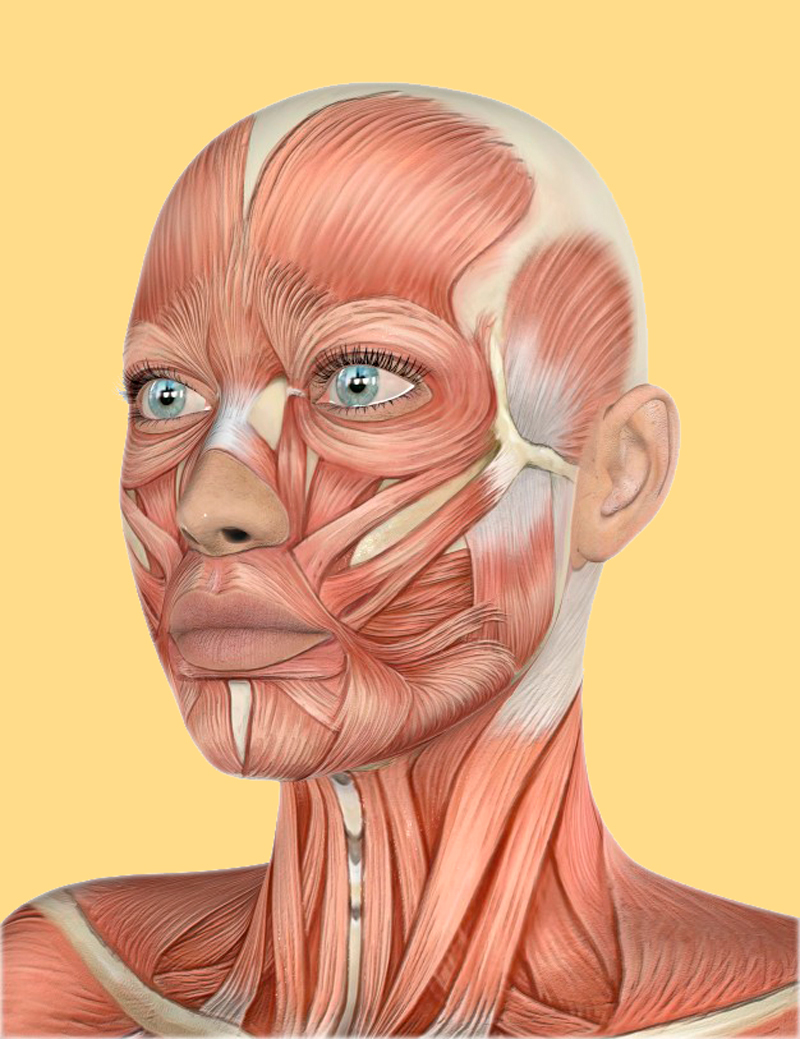 Схема мышц лица и шеи человека косметологические линии