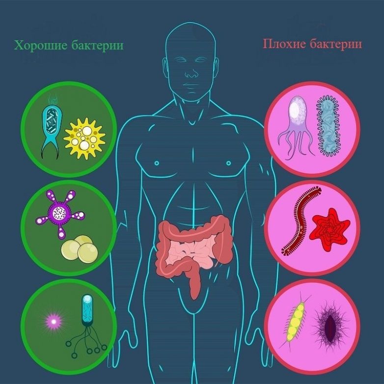 Микрофлора кишечника картинка