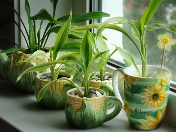 Домашние растения для здоровья и красоты