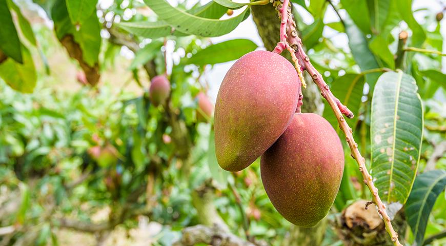 Польза и вред манго, кому этот фрукт особенно нужен