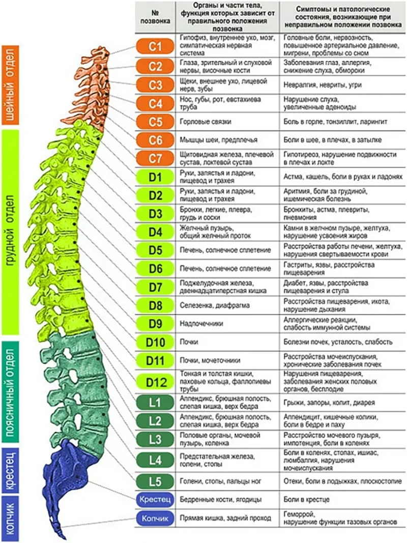 От какого позвонка что болит картинка