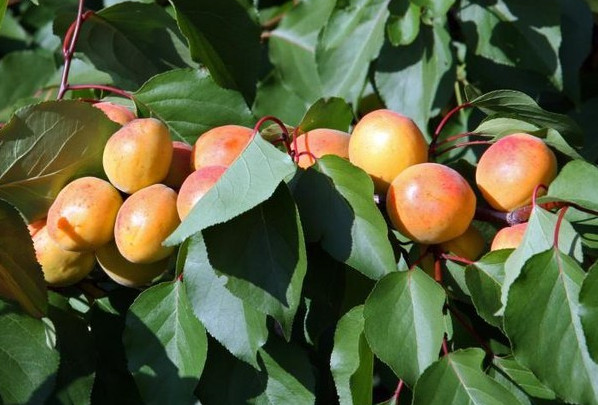 Абрикос — дерево со сладкими плодами: Советы по выращиванию