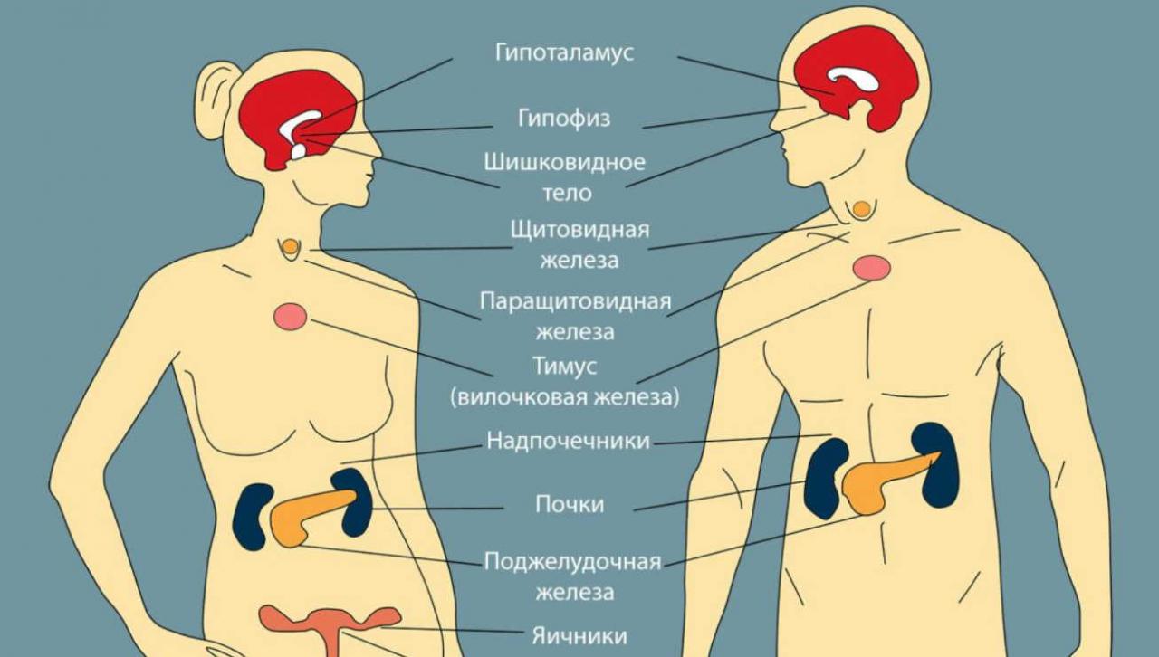 Эндокринные железы рисунок