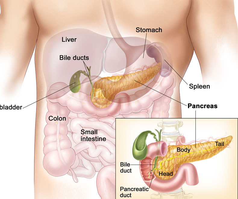 Рисунок поджелудочной железы человека