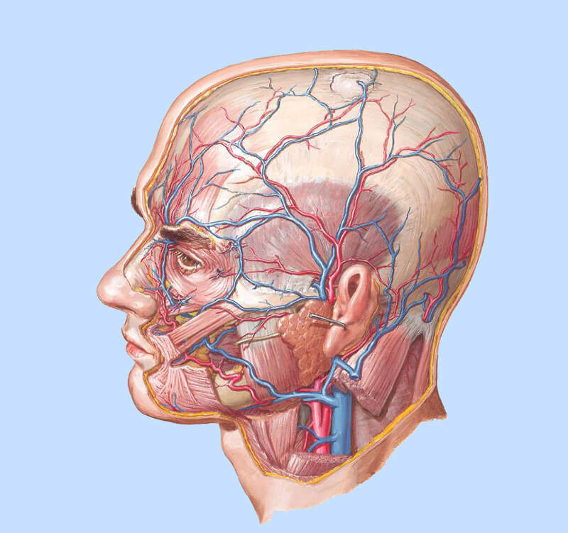 Артерии и вены на лице фото