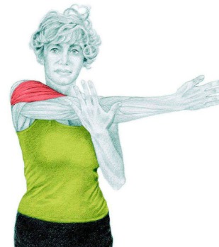10 упражнений на растяжку: как мышцы тянутся на самом деле