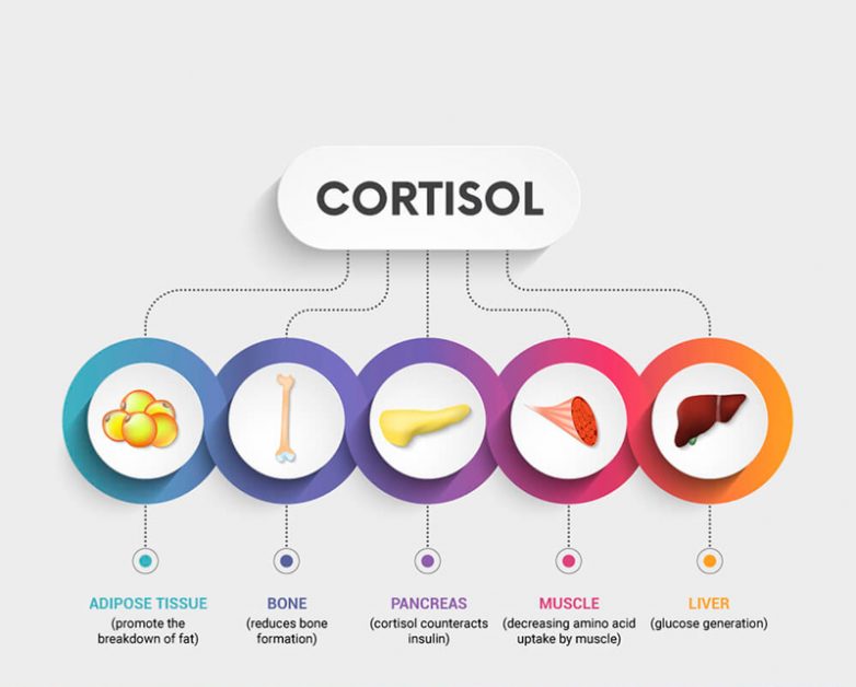 Что мы знаем о кортизоле
