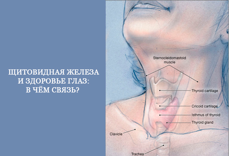 Щитовидка где находится схема у женщины фото