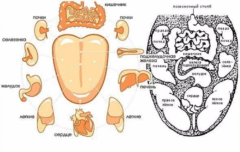 Как связаны зубы и внутренние органы согласно древней китайской методике