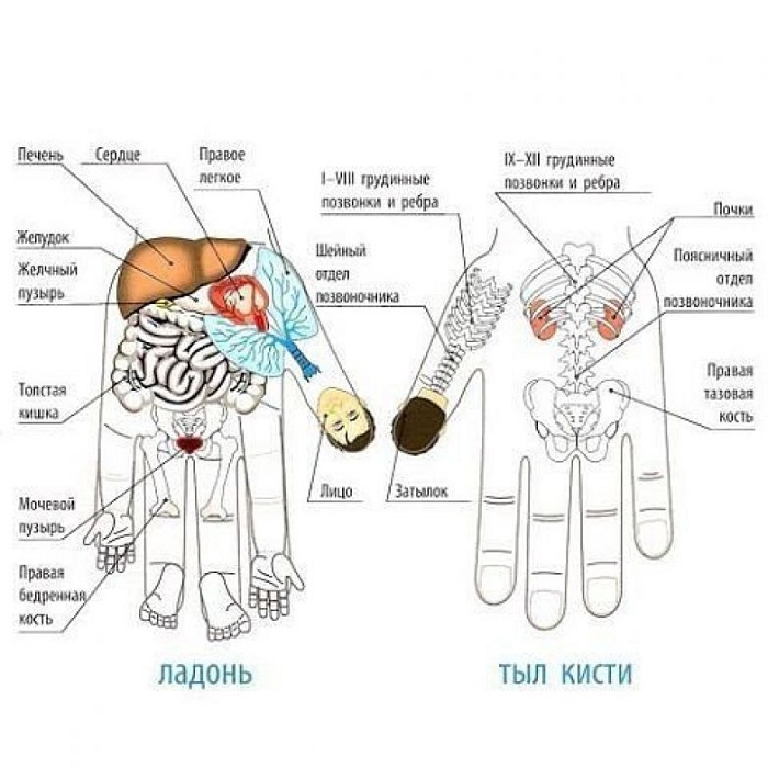 Каждый палец сопряжен с двумя органами: японский метод излечит за 5 минут любую хворь!