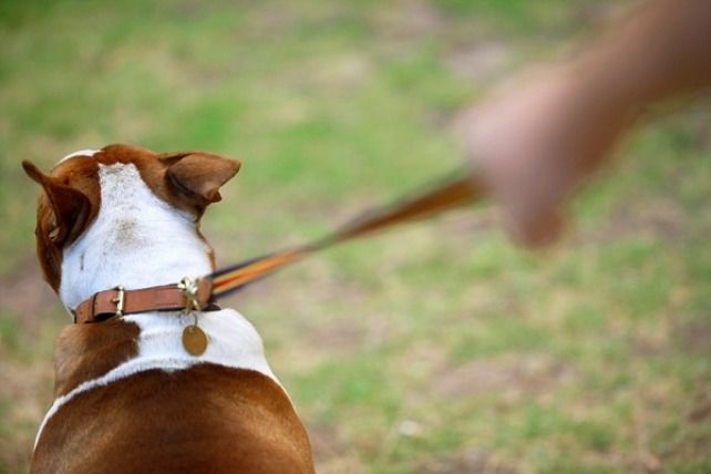 11 вещей, которые ненавидят собаки… НЕ делайте этого!
