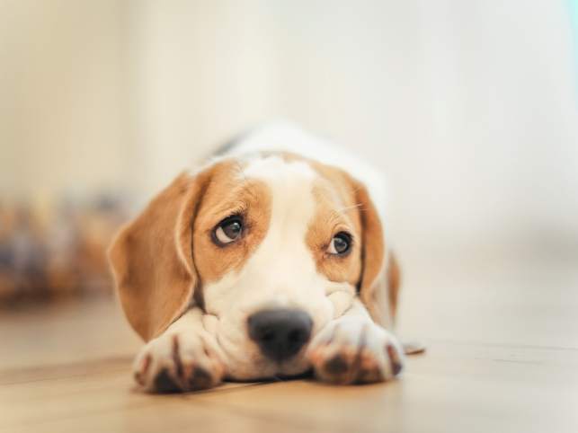 11 вещей, которые ненавидят собаки… НЕ делайте этого!