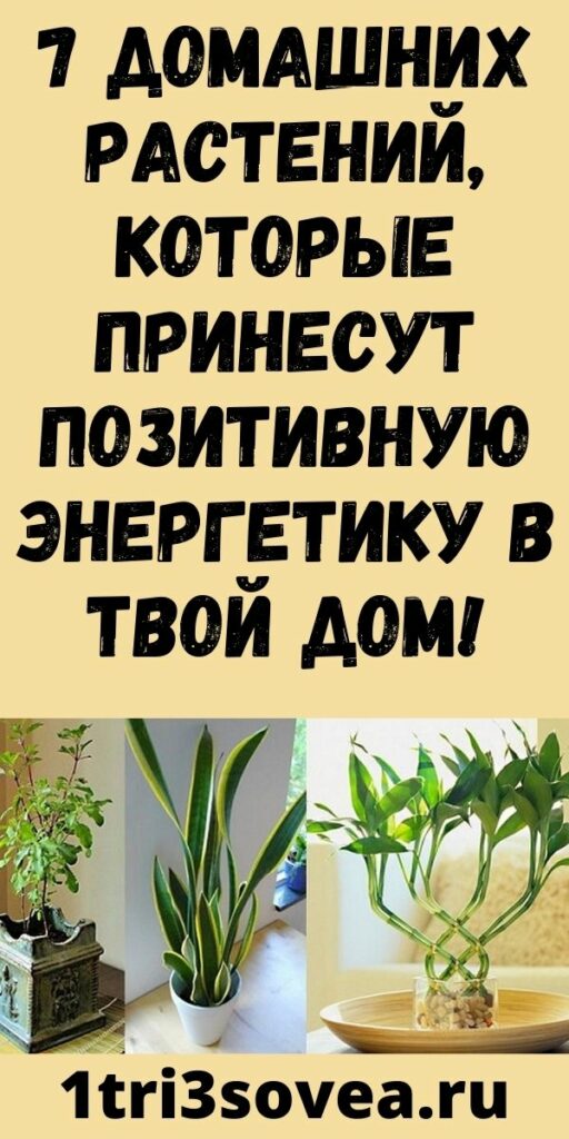 7 домашних растений, которые принесут позитивную энергетику в твой дом!