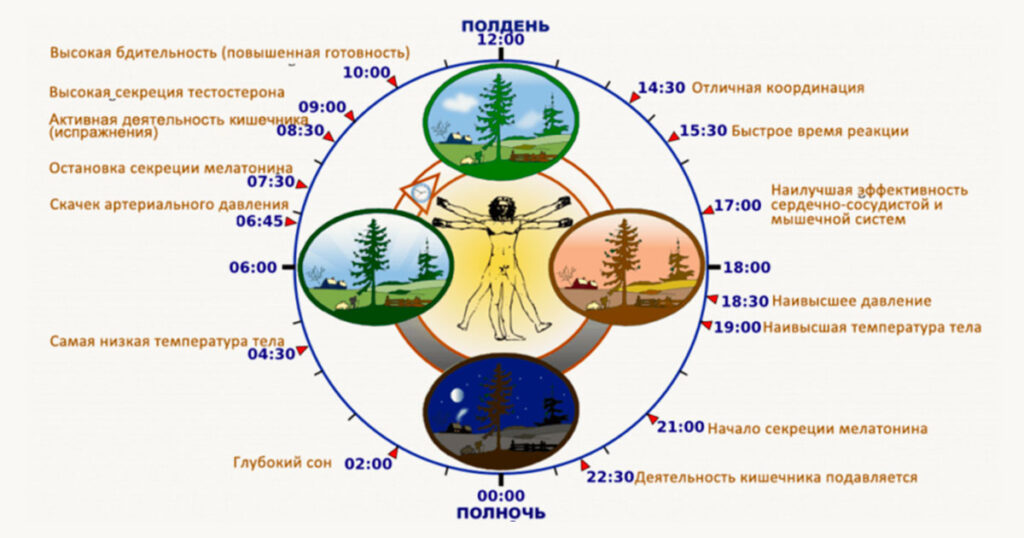 Выработка гормонов по часам в организме человека схема