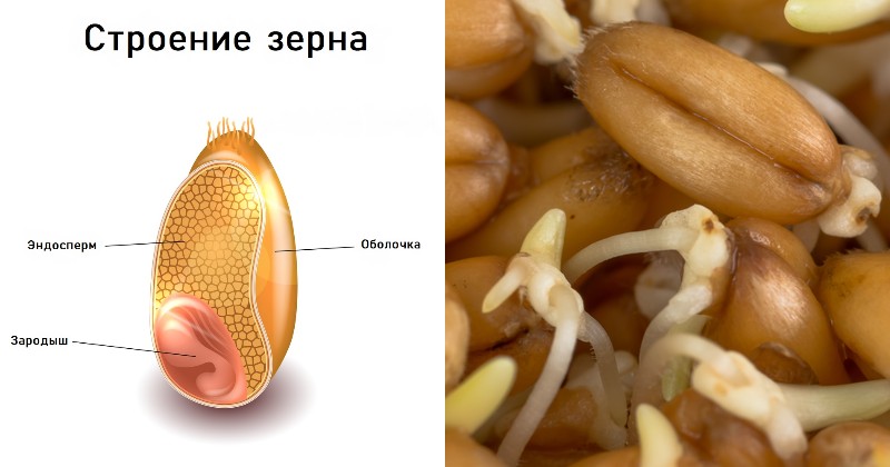 Строение семян фото