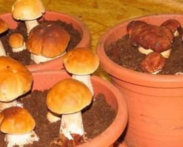 Подробная инструкция, как вырастить белые грибы на подоконнике в горшках с комнатными цветами