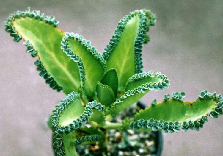 Растение, которое поможет справится с многими болезнями, незаменимый в повседневности доктор