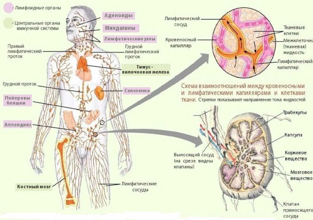 Лимфатическая система человека схема анатомия